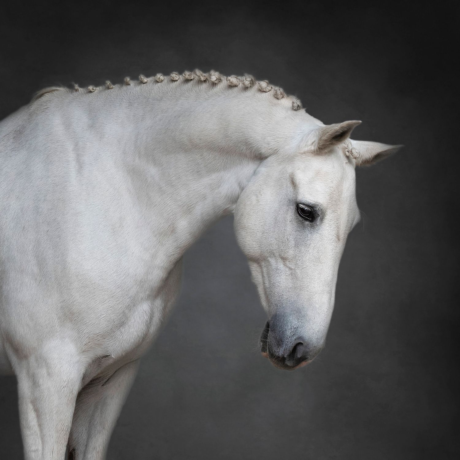 GREY HORSE WITH PLAITED MANE STANDING PORTRAIT FINE ART PRINT