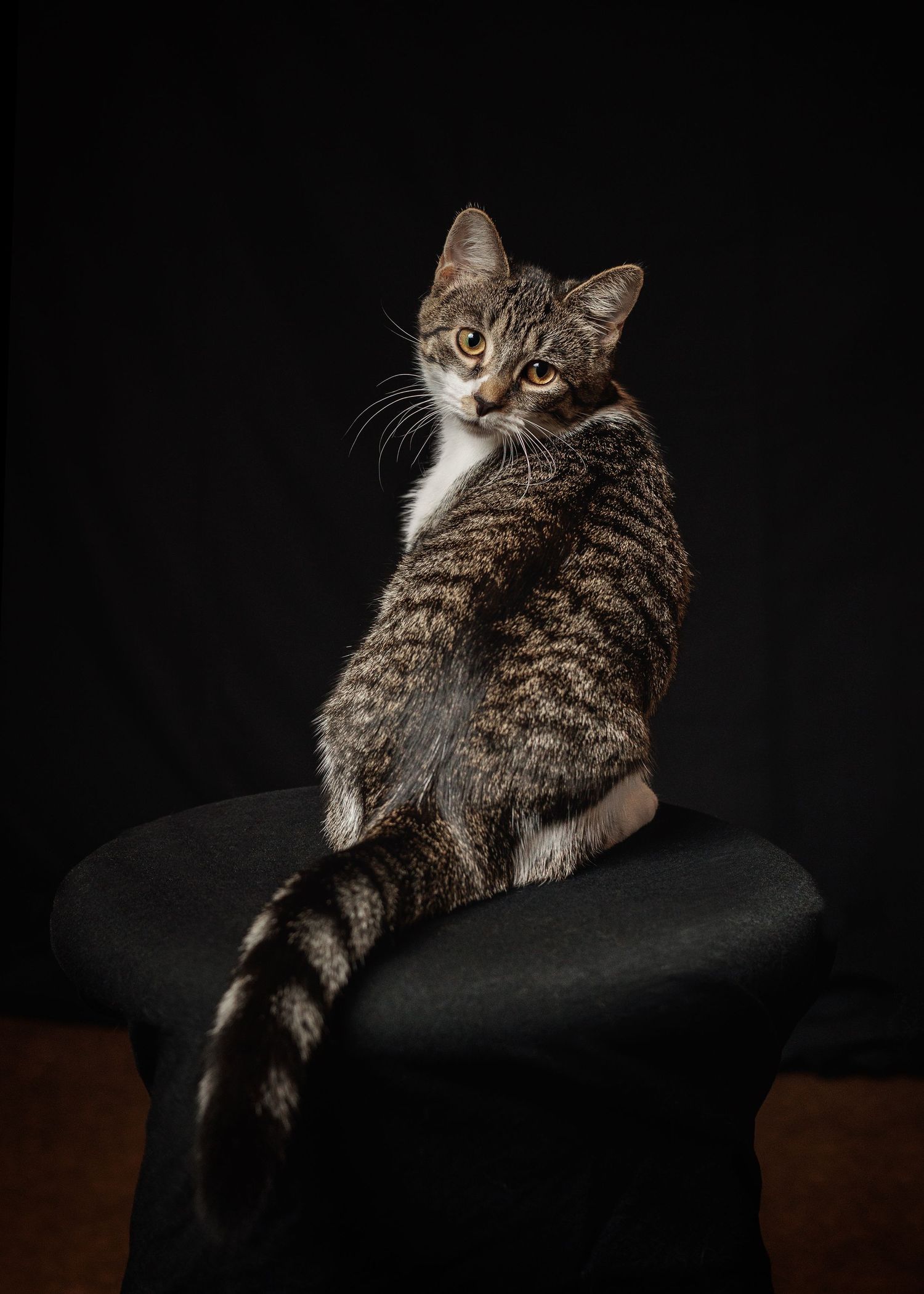 Four photos of a fluffy brown tabby cat in different poses looking upward against a white background.