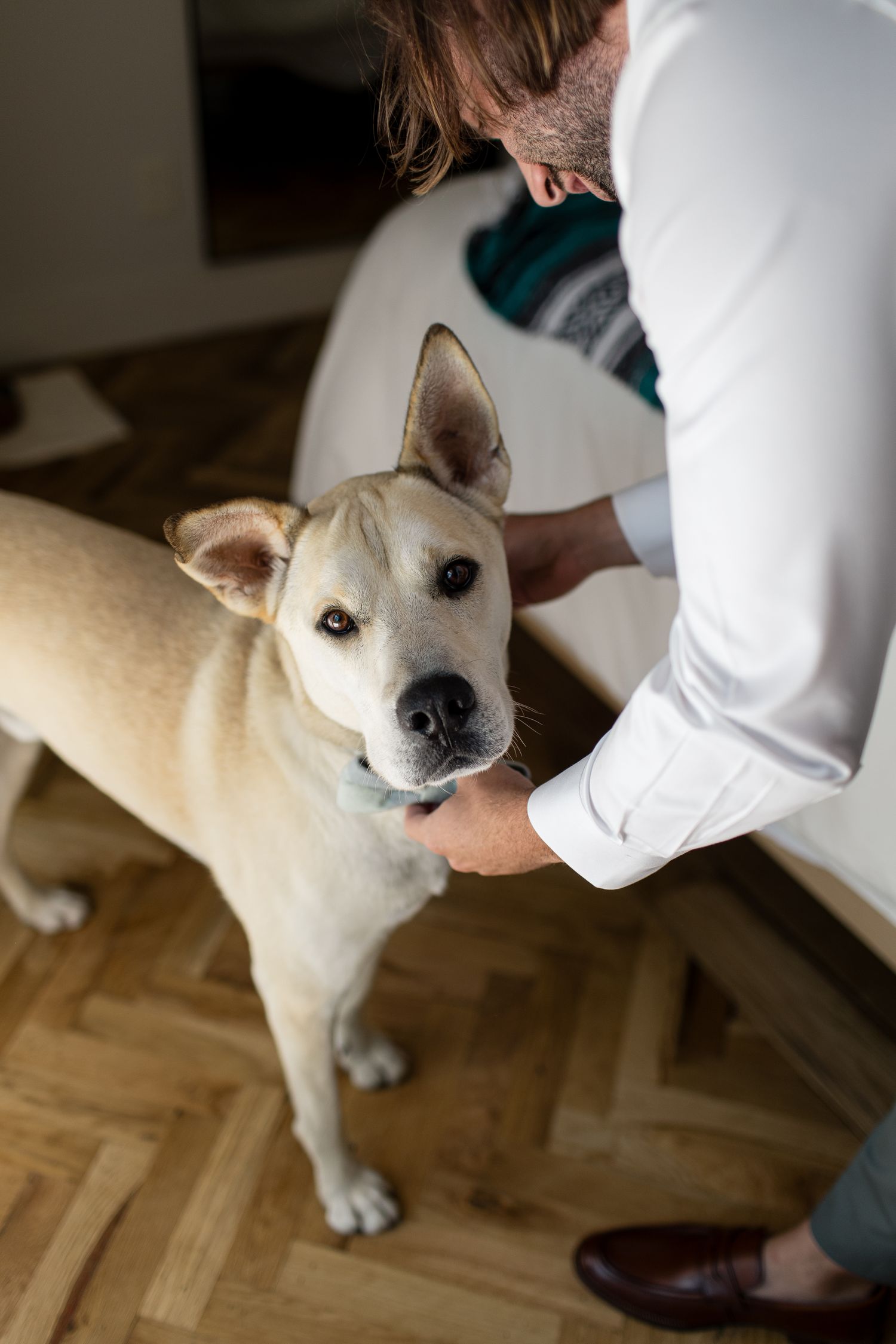 A cream-colored dog with pointed ears wearing a teal collar receives attention from someone in a white shirt.