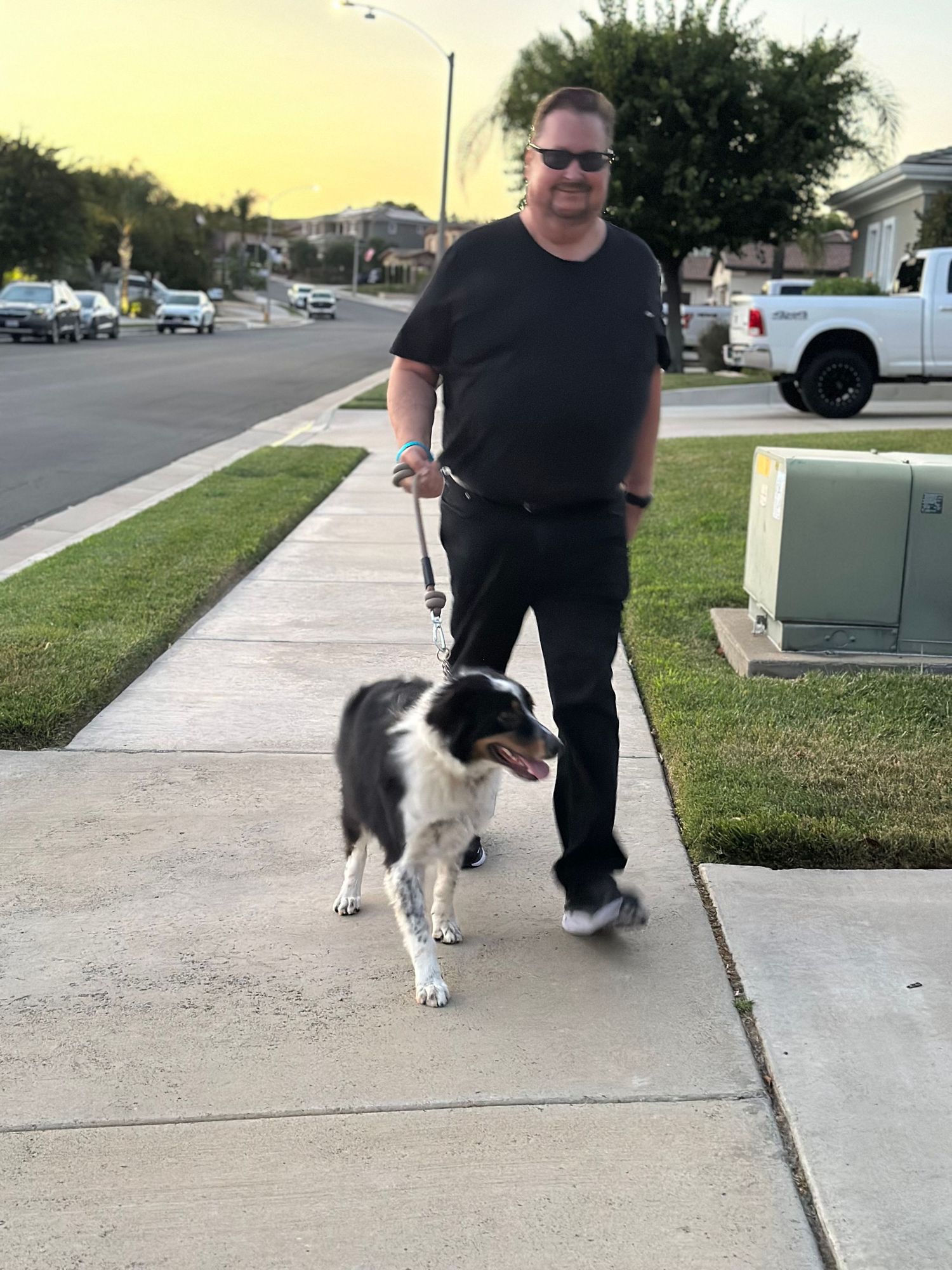 A black and white Border Collie walks obediently on a leash along a sidewalk on a sunny day.