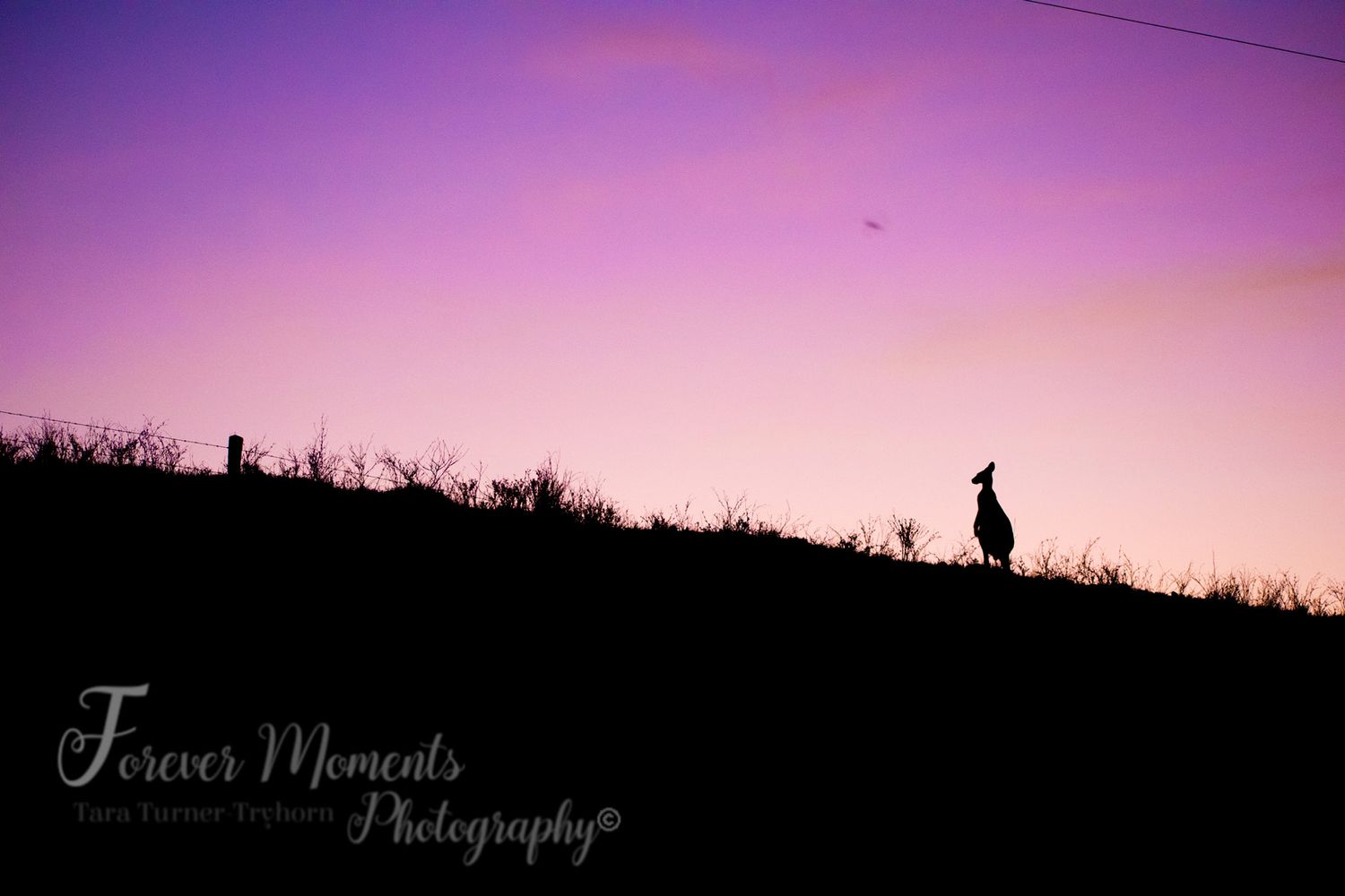 Panoramic silhouettes of birds on hilltop against purple and pink sunset sky with photographer's watermark.