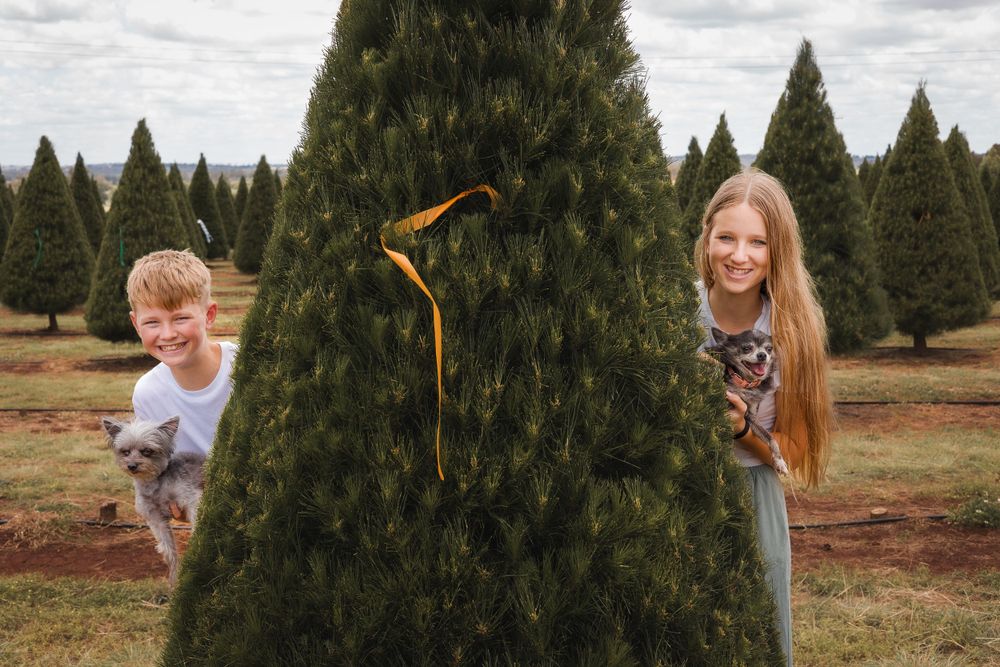 Candid family photoshoot in Kingaroy, capturing joyful moments with the family and their pet dogs outdoors