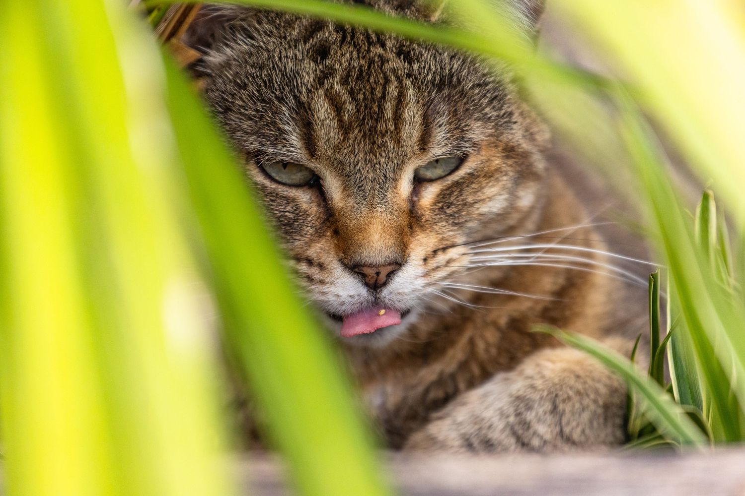 Tabby cat laying in flower bed sticking tongue out from Beautiful Pet Portraits