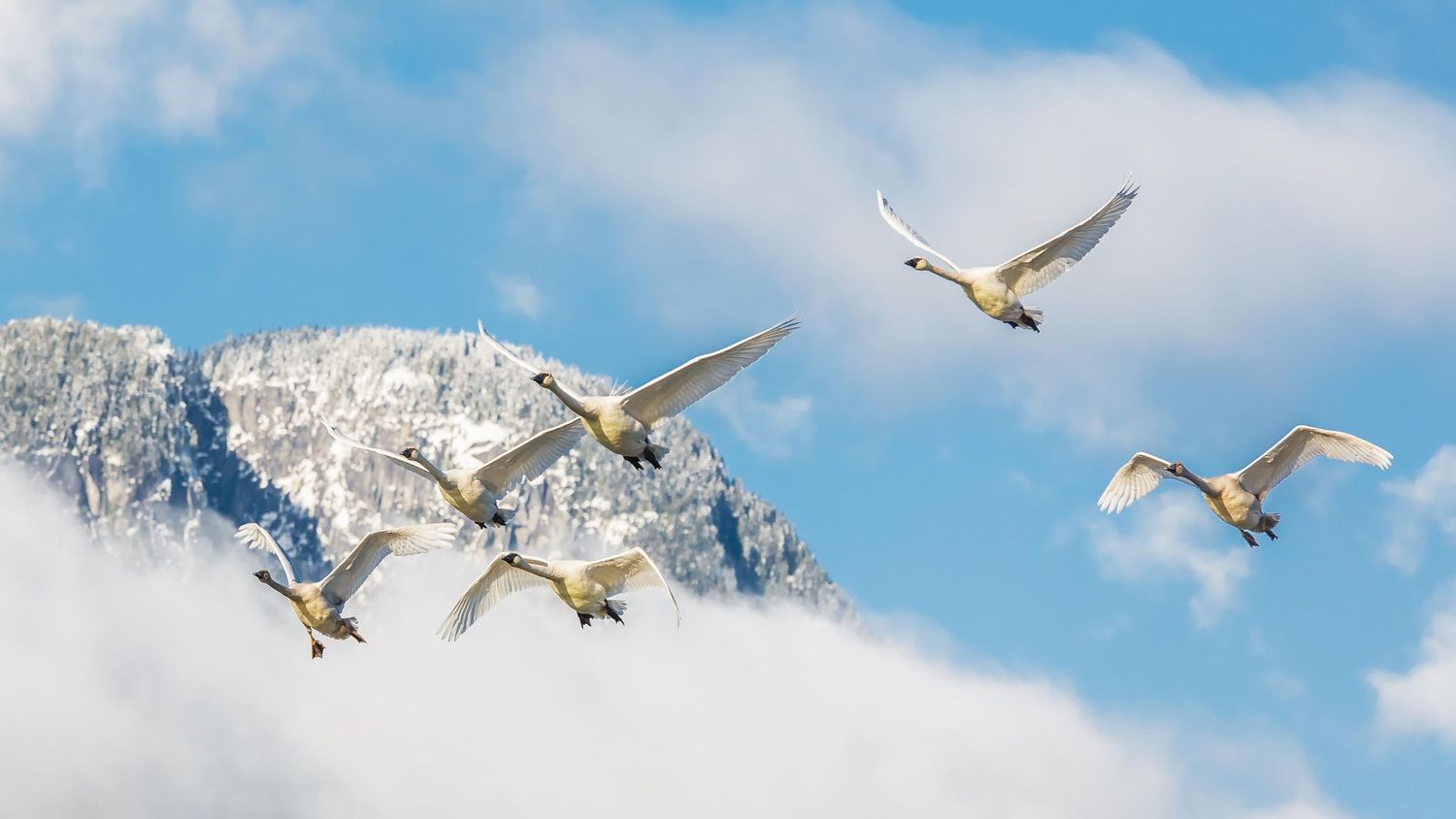 Trumpeter Swans, Pitt Lake, Pitt Meadows, British Columbia