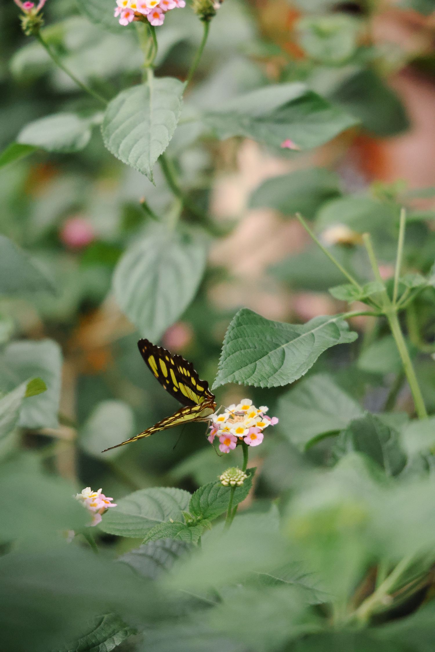 A yellow and black butterfly perched on pink lantana flowers surrounded by green foliage.