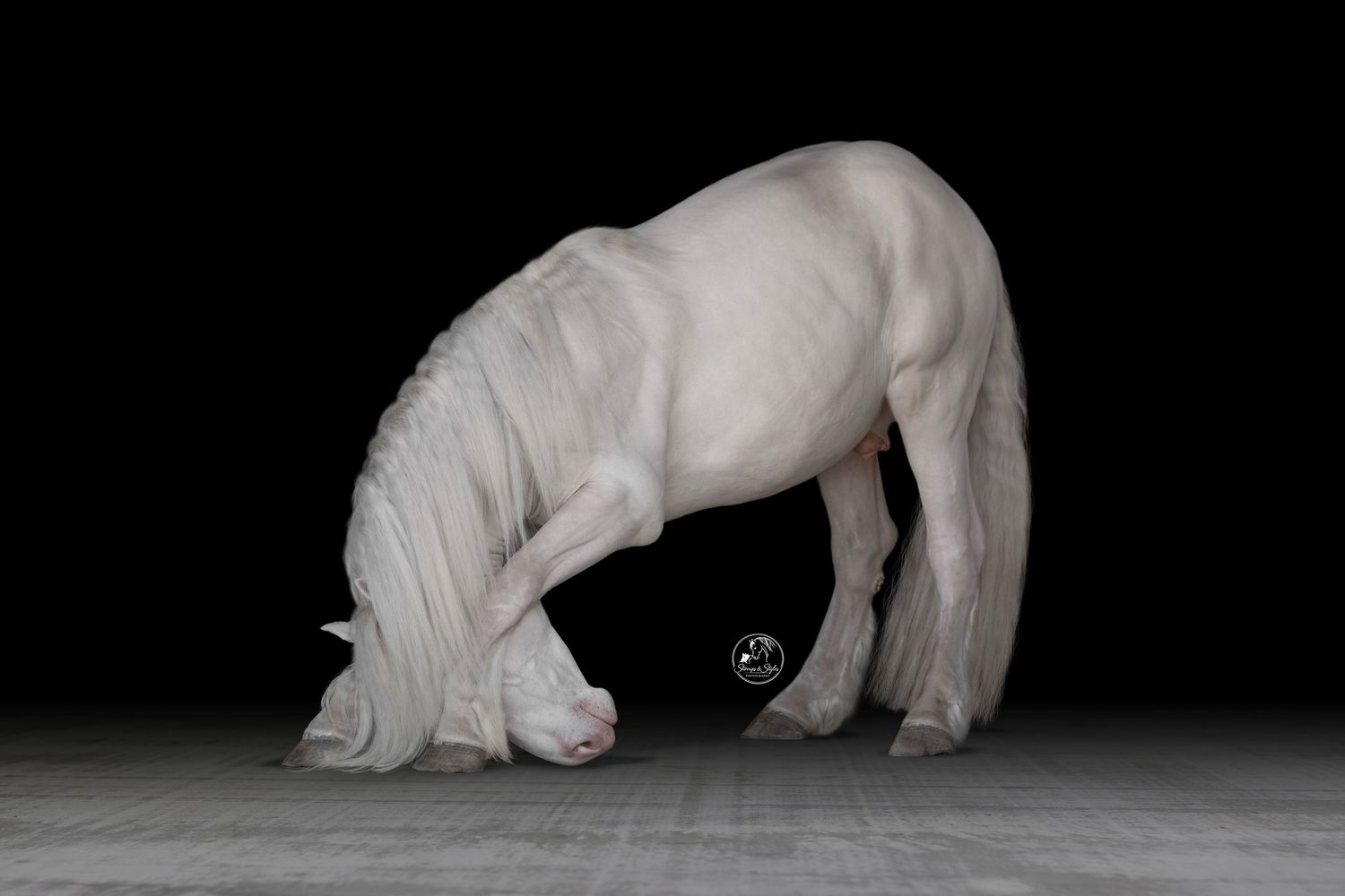 A buckskin horse stands against a dark background in a dramatic studio portrait. Chattanooga Horse Photographer