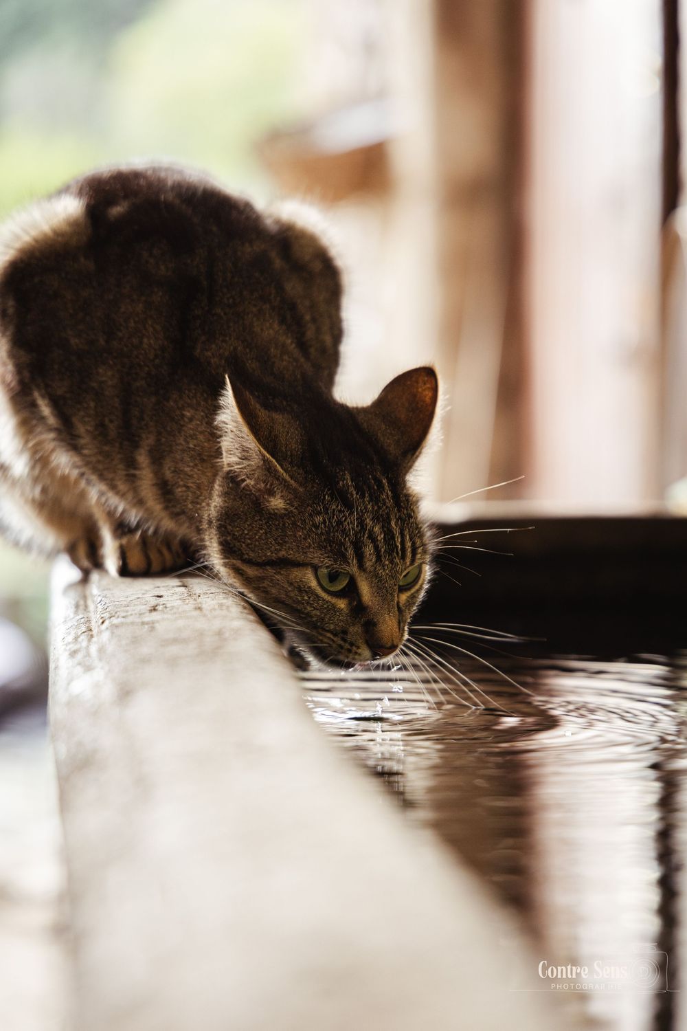 chat