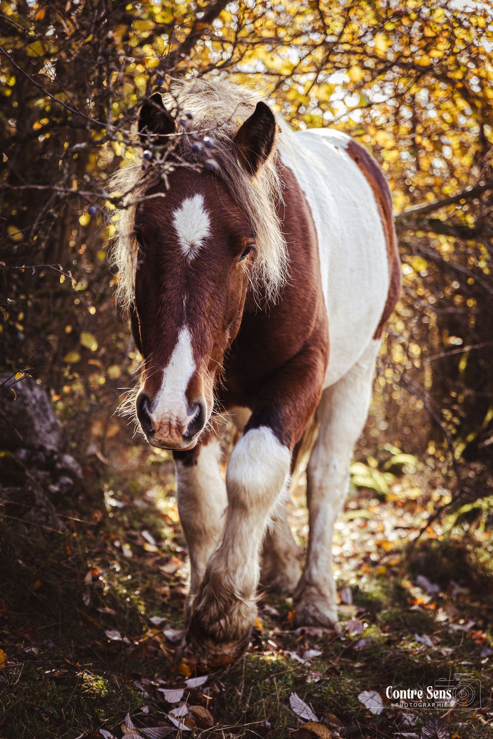 Shooting photo cheval