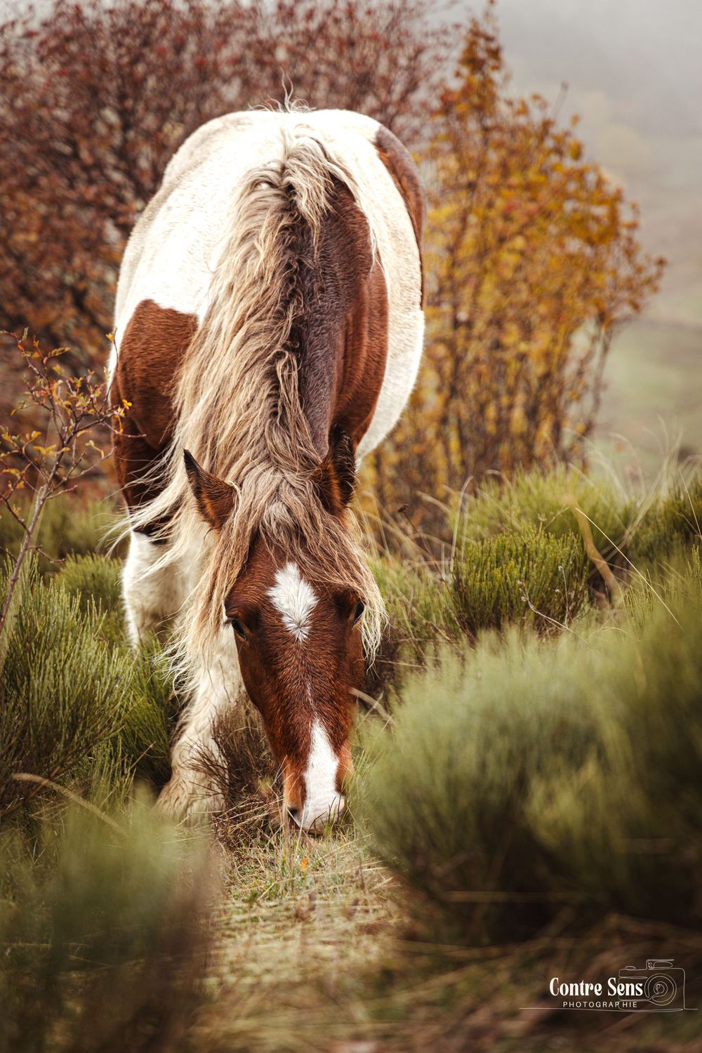 Shooting photo cheval