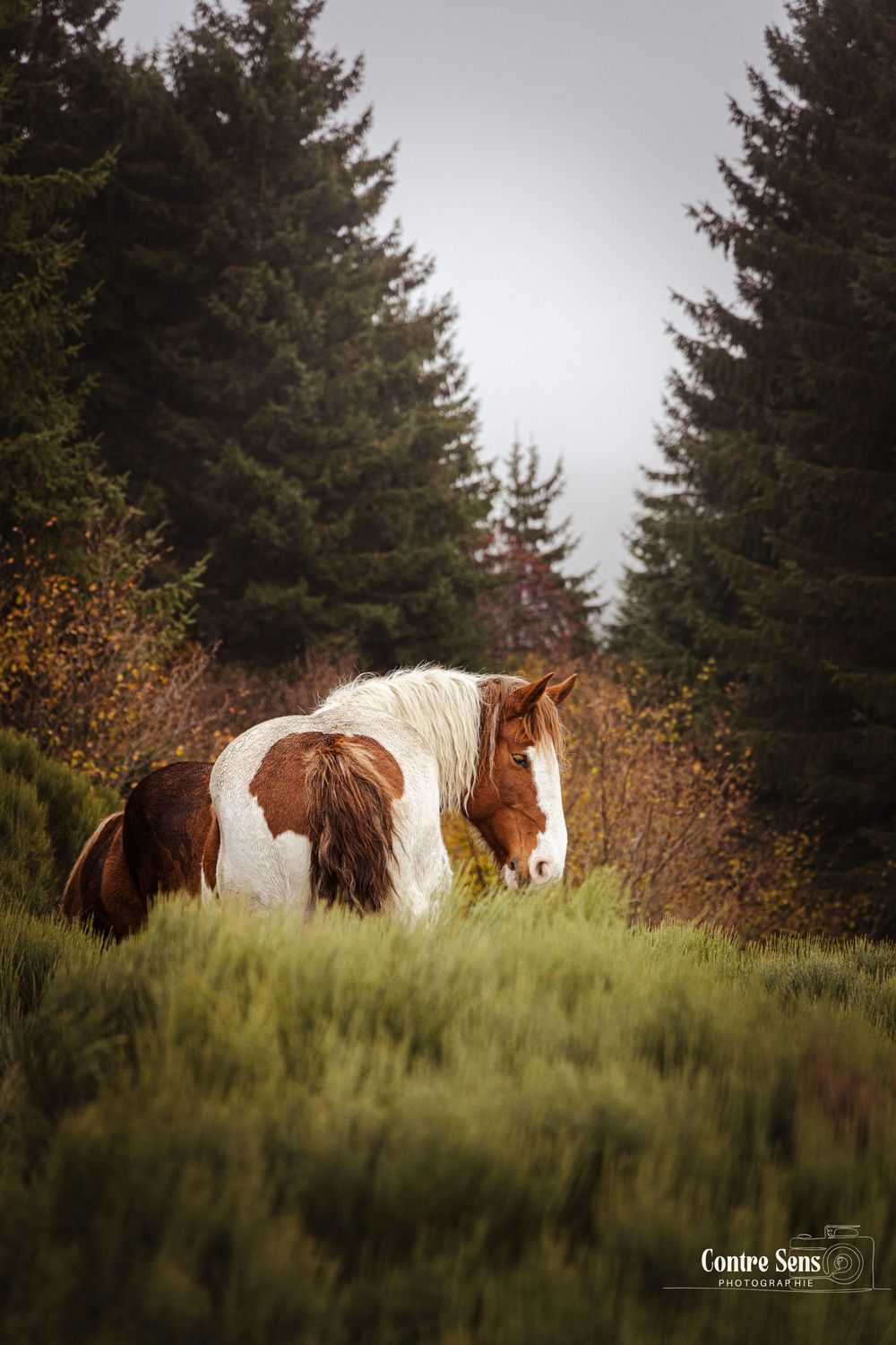 Shooting photo cheval