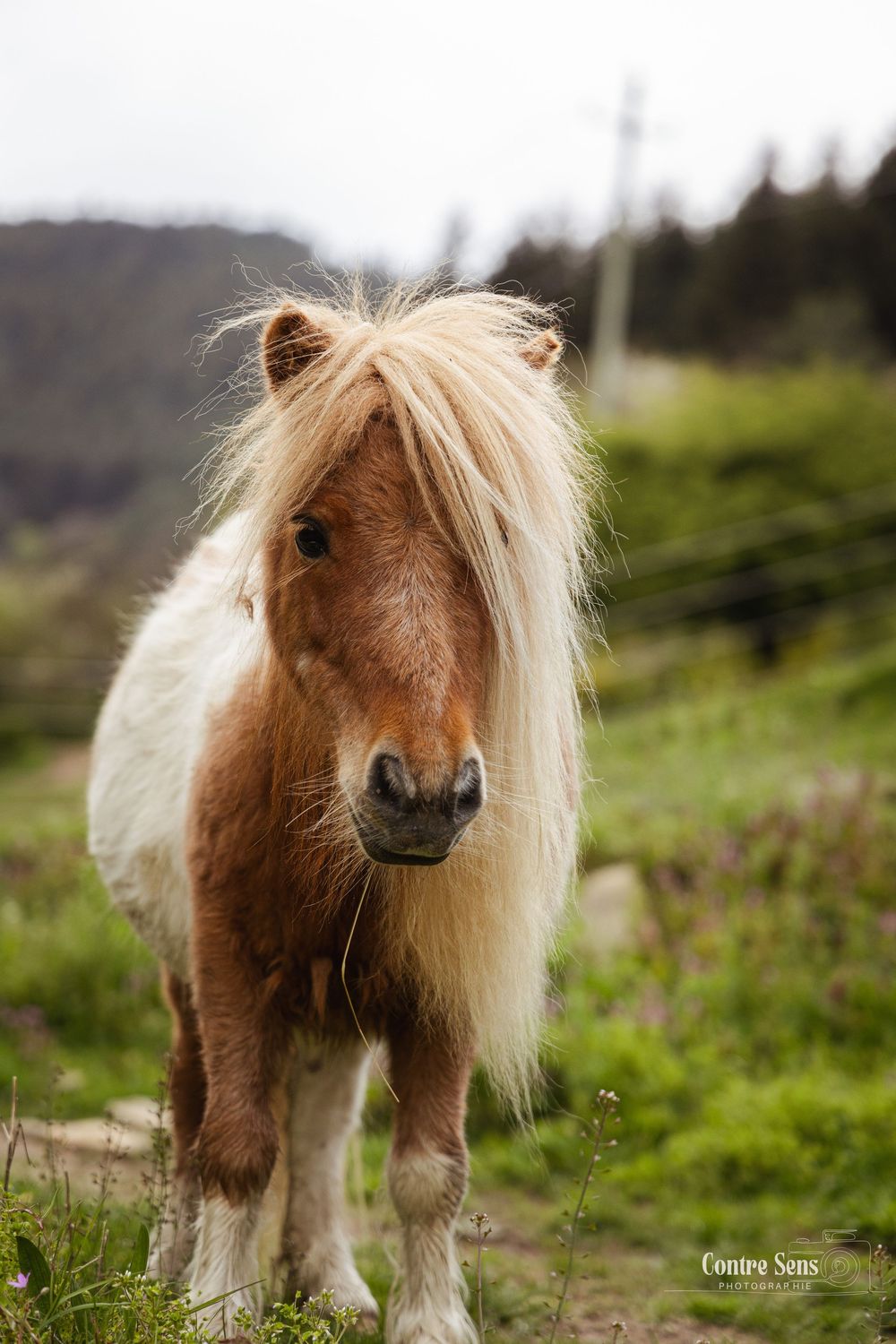 photo shetland