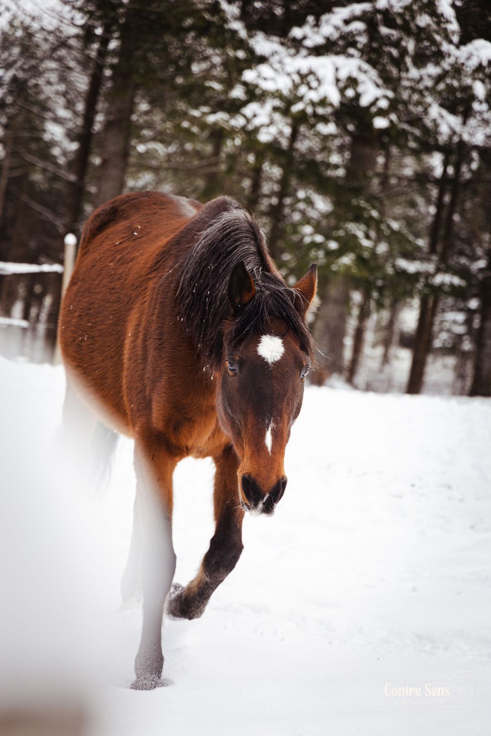 cheval neige