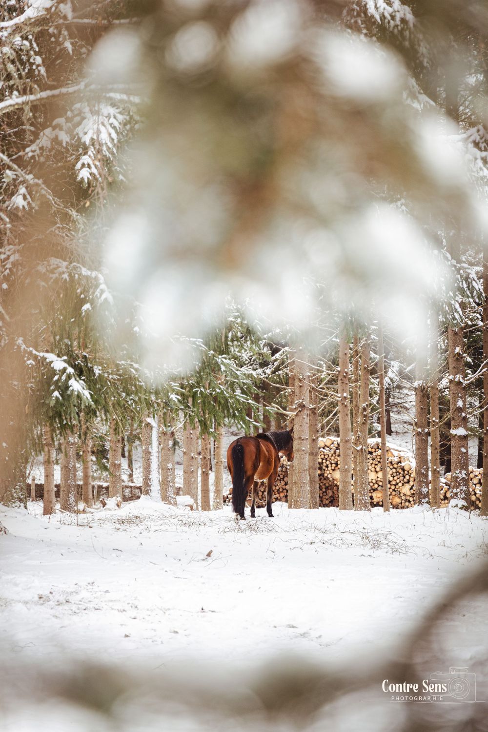 cheval neige