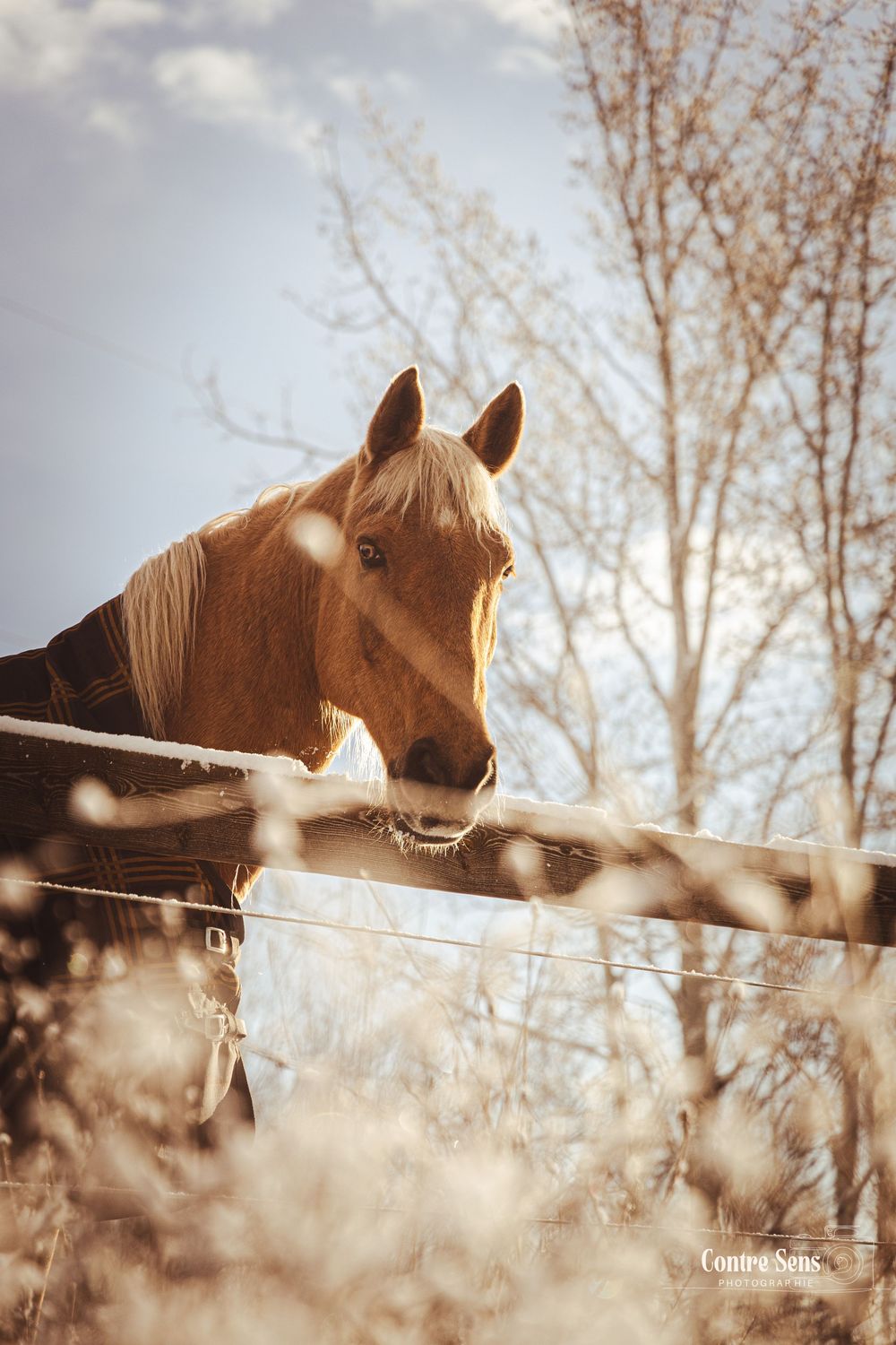 cheval canada