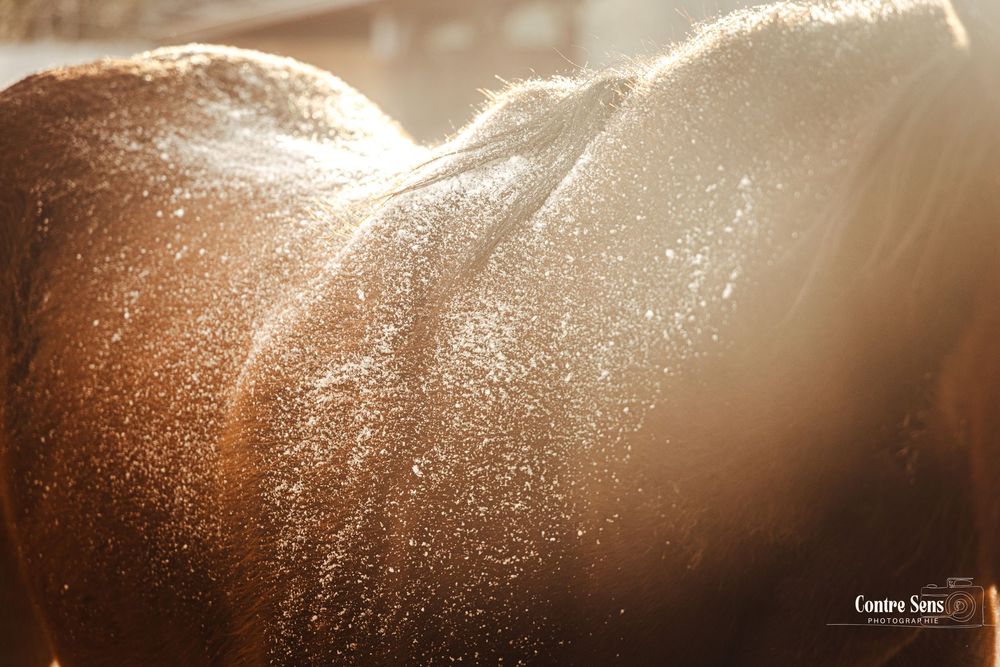 cheval neige