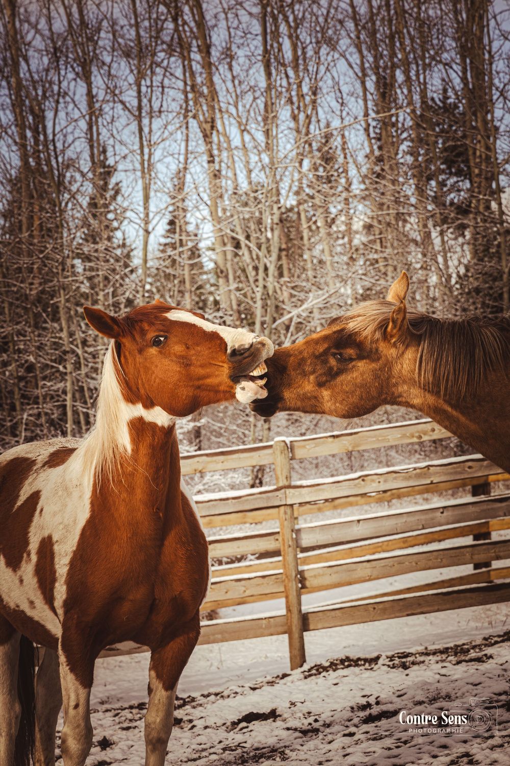 chevaux canada