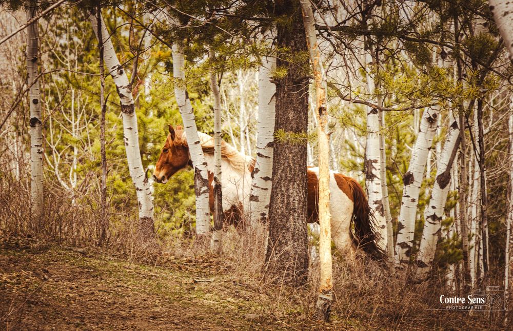 cheval dans la forêt