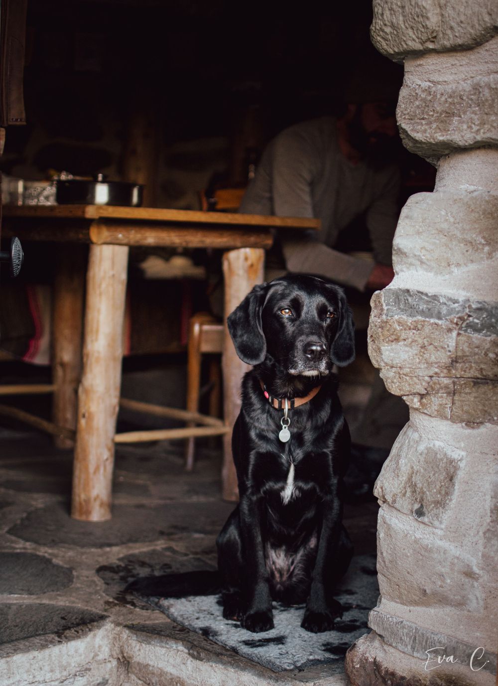 photo chien