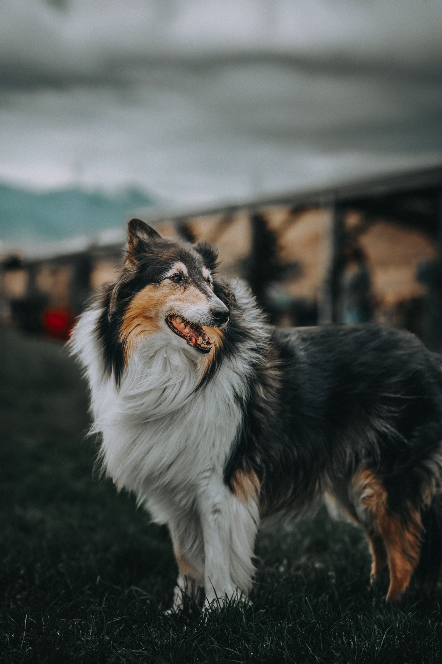 dog