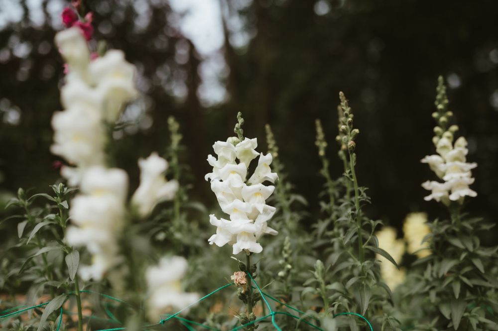 White snapdragon flowers blooming in a garden with soft bokeh background.