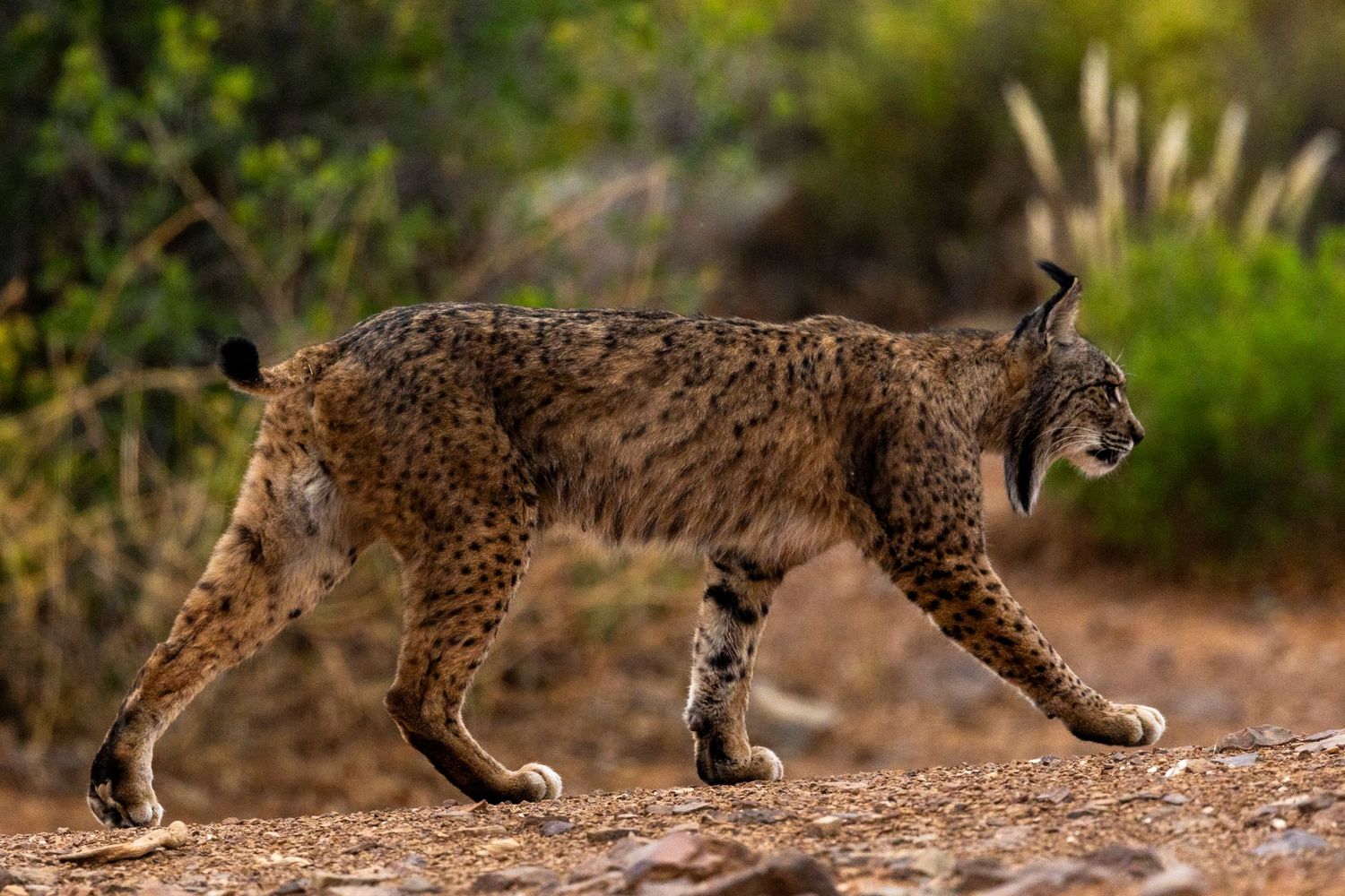 Lince ibérico caminando en hábitat natural entre vegetación. Fotografía de fauna silvestre por Daniel Giménez fotógrafo.