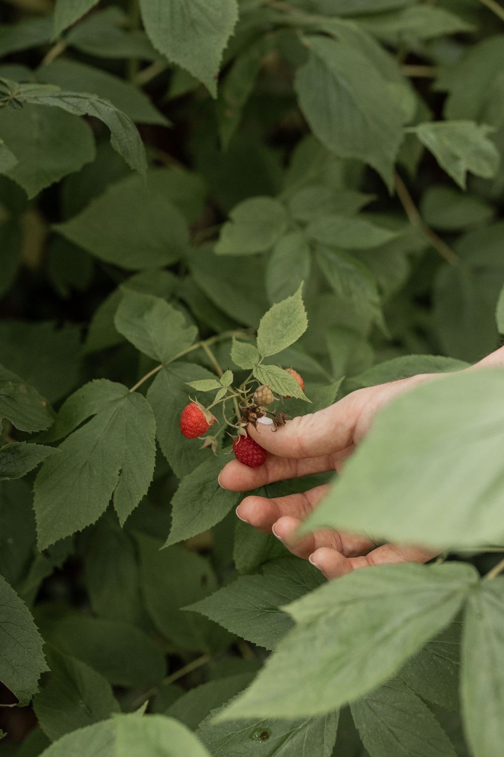 hand picking raspberries on Maui