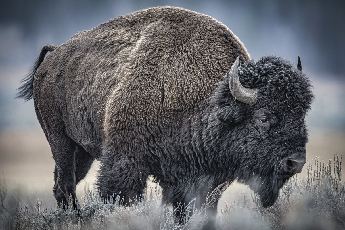 Majestic American bison with thick winter coat standing in snowy grassland.