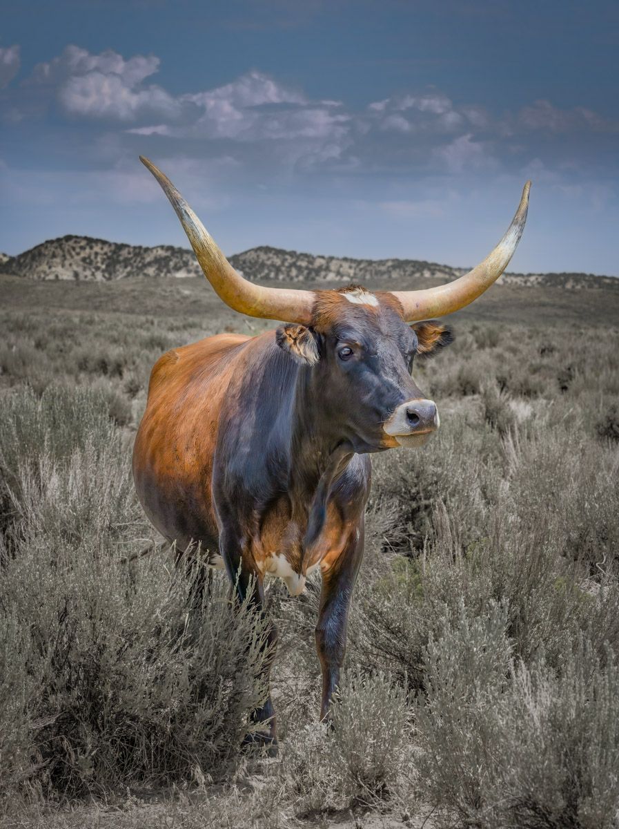 Longhorn bull with curved horns standing in desert landscape under blue sky.