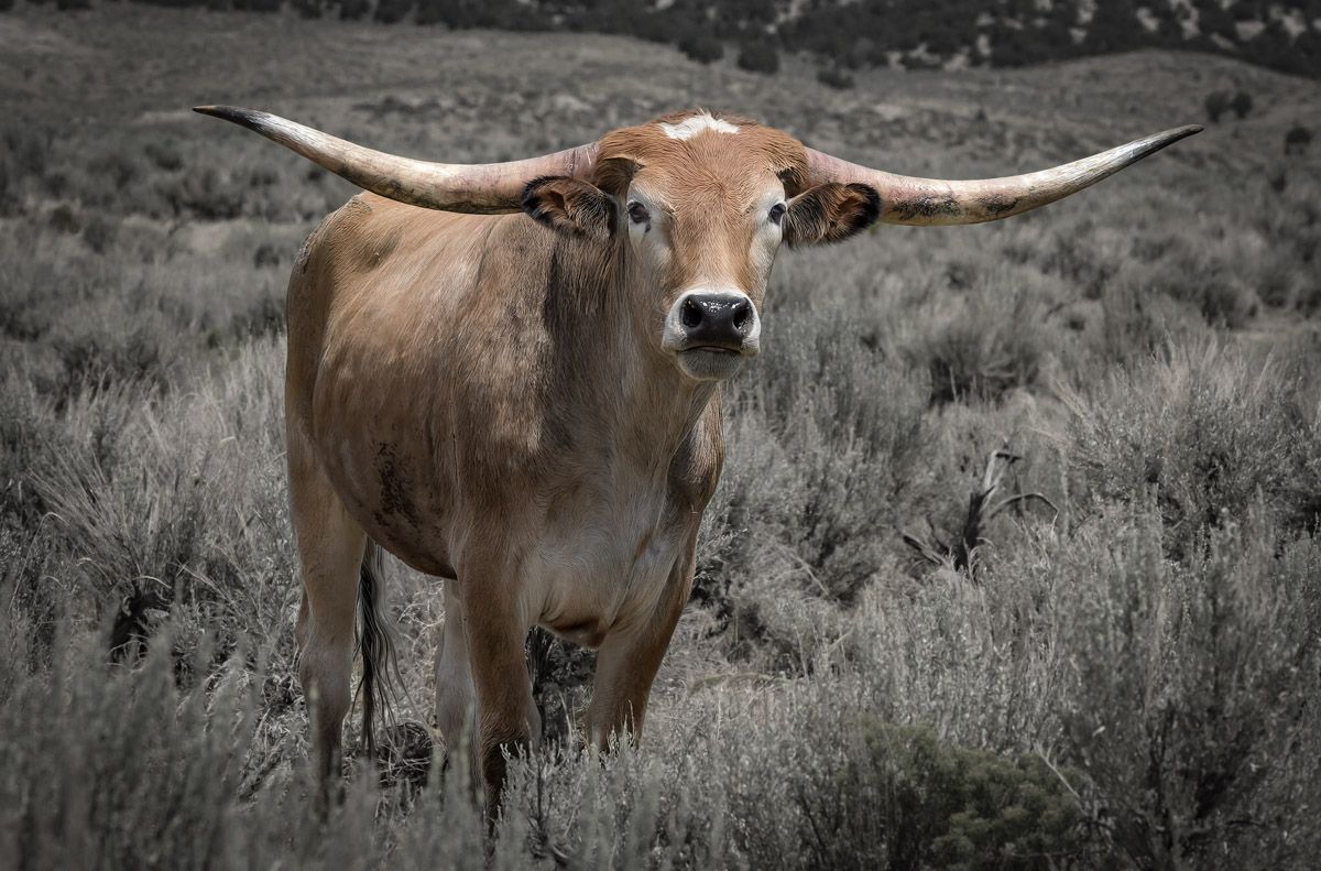 Texas Longhorn steer with impressive horns grazing in field.