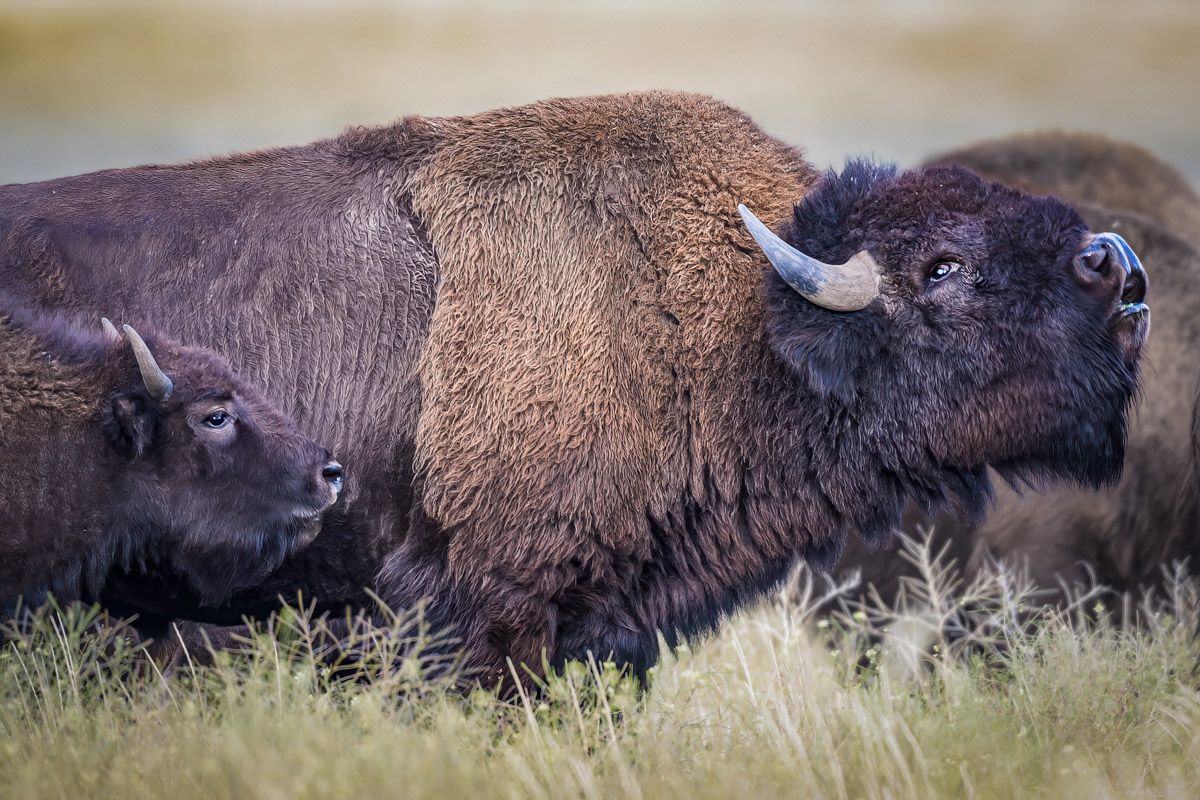 Two American bison standing together in grassland showing their massive woolly heads and shoulders.