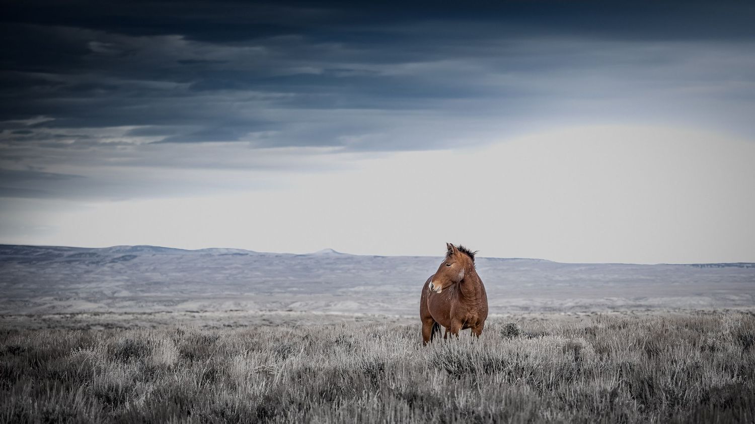 A lone brown horse stands on a hilltop against a dramatic stormy sky.