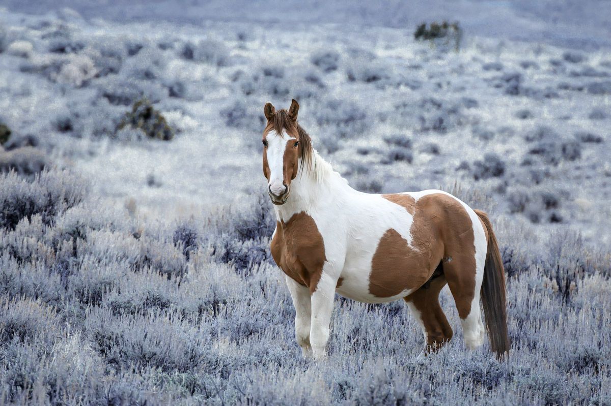 A paint horse with brown and white markings stands in a snowy sagebrush field.
