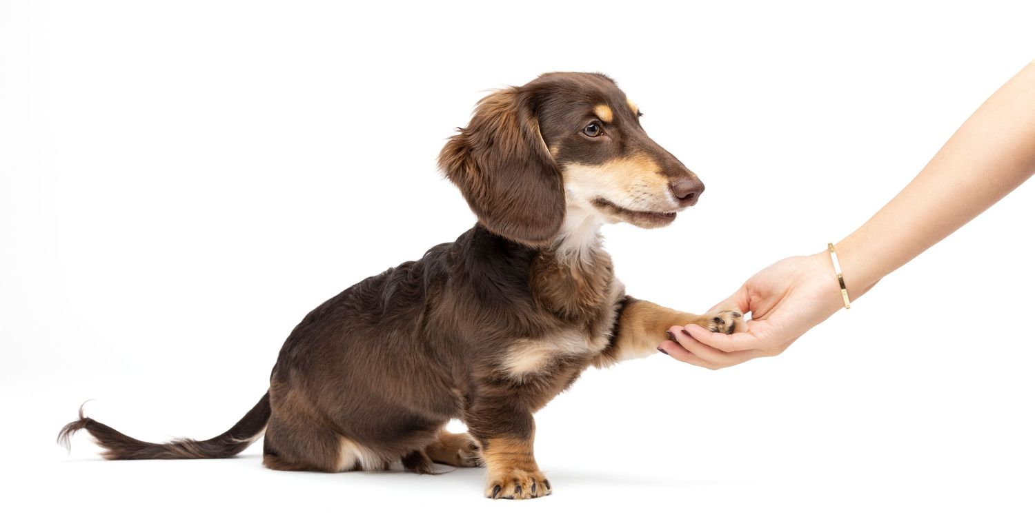 A dachshund dog shaking paws with a human hand against a white background.