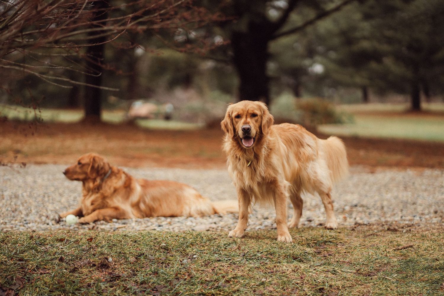 Two golden retriever dogs resting outdoors on gravel path in autumn park.