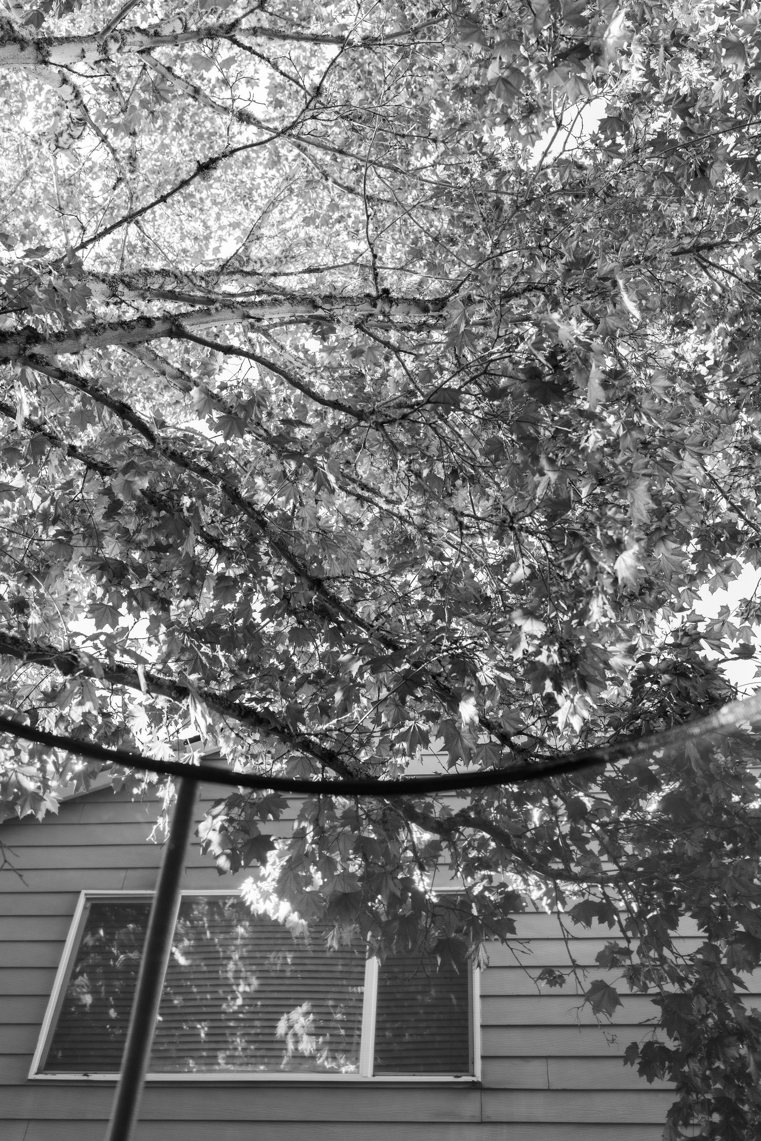 Black and white photo of tree branches with leaves overhanging a house with a window and utility wire.