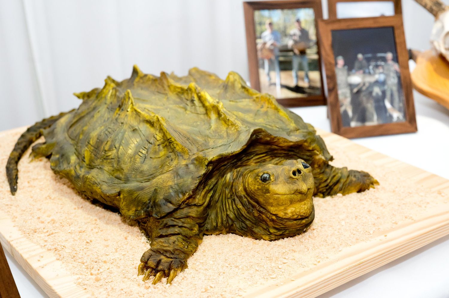 Large alligator snapping turtle displayed on a sandy surface with framed photos in the background.