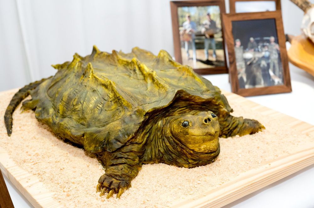 Large alligator snapping turtle displayed on a sandy surface with framed photos in the background.