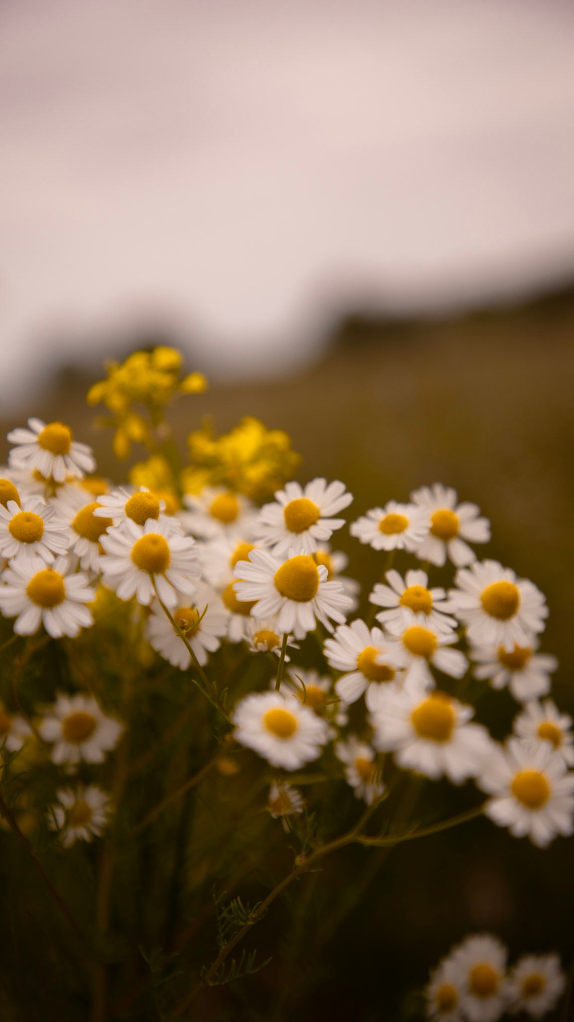Nahaufnahme weißer Margeriten auf einer sommerlichen Wiese