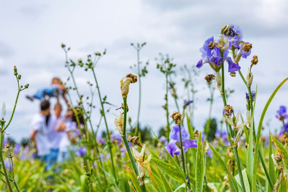 Fleurs d’iris violets dans un champ en Provence au pied de la Sainte-Victoire