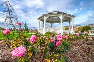 Pink roses bloom in front of a white gazebo in a lush park under a partly cloudy sky.