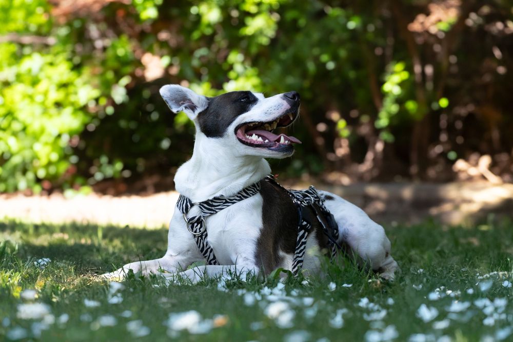 Perro en el parque entre flores silvestres blancas en día soleado. Fotografía canina en exteriores por Daniel Giménez.
