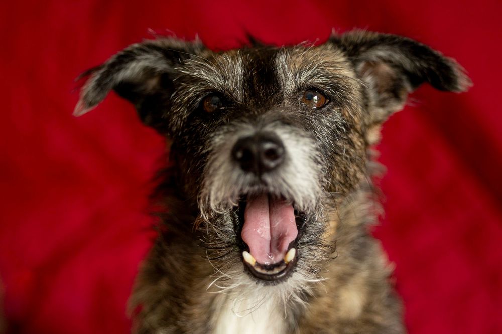 Perro terrier mix con la boca abierta y expresión viva sobre fondo rojo. Retrato canino expresivo por Daniel Giménez Barcelona.