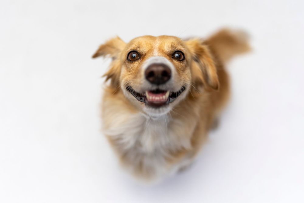 Perro mirando a cámara con expresión alegre en sesión fotográfica de estudio. Fotografía canina profesional en Barcelona por Daniel Giménez.
