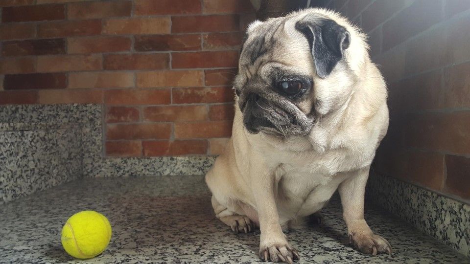 Pug posando con su pelota en interior doméstico. Fotografía de mascotas en Barcelona por Daniel Giménez fotógrafo.