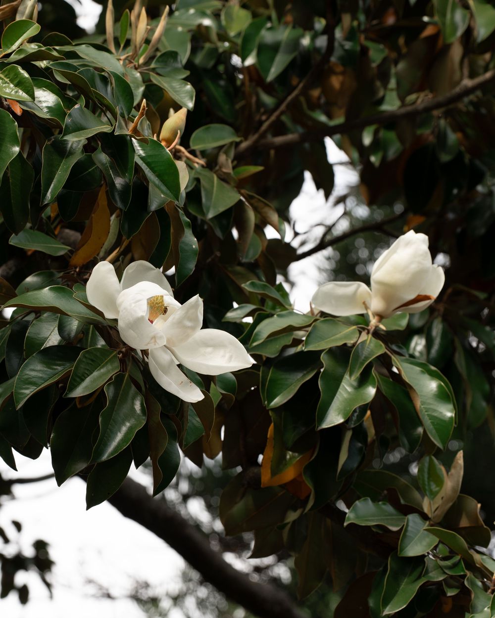 Magnolia grande
