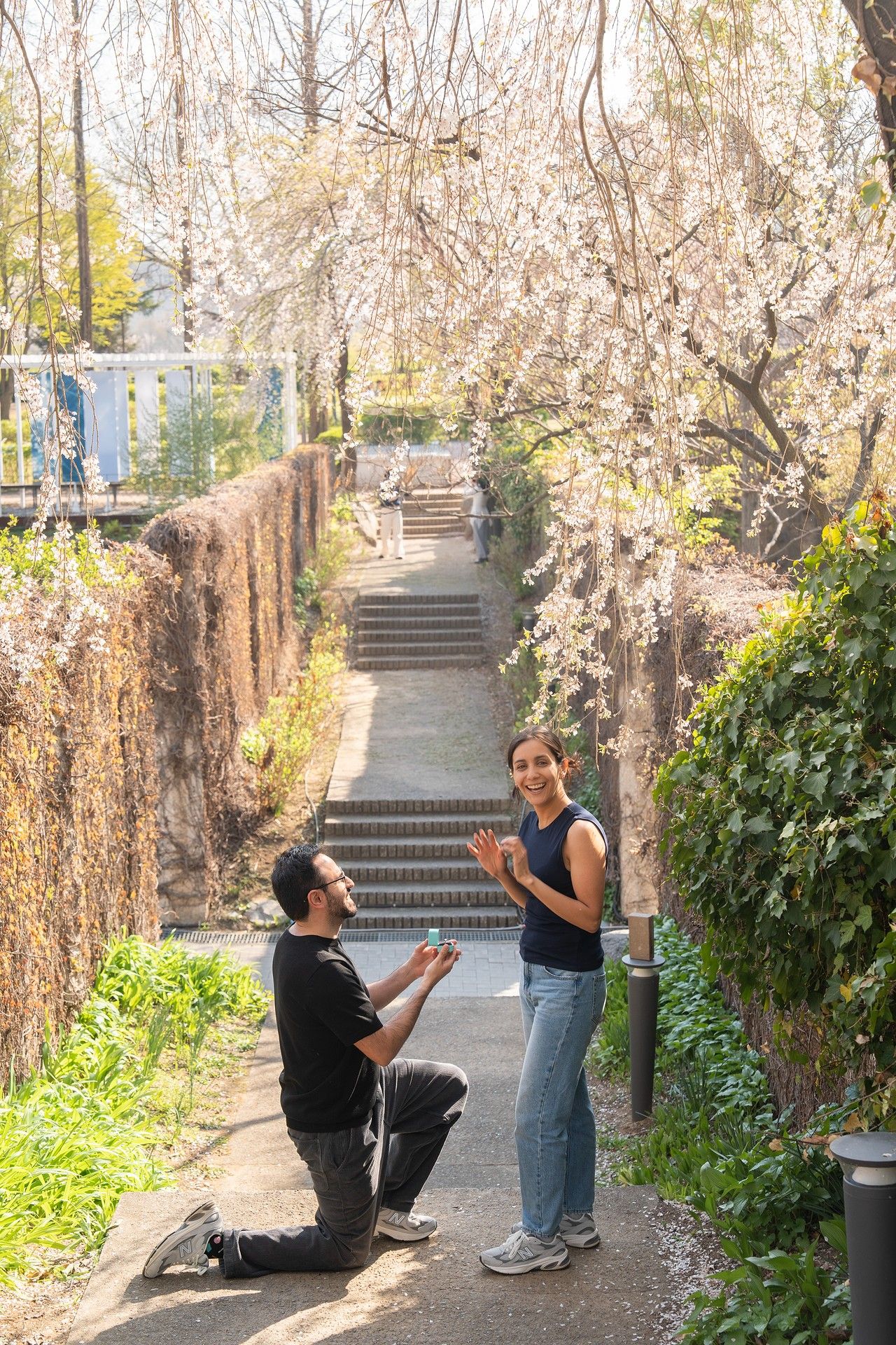 Man proposing to woman under blooming cherry blossom trees on a garden path in spring.