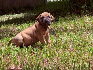 Adorable brown puppy sitting in green grass on a sunny day, likely a Boxer or Rhodesian Ridgeback mix breed.