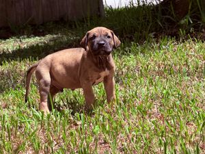 A brown Rhodesian Ridgeback puppy stands alert on green grass in a sunny backyard.