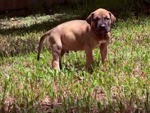 A young Rhodesian Ridgeback puppy stands alert on green grass in a sunny backyard.