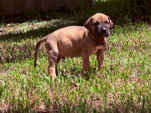 A young brown Rhodesian Ridgeback puppy stands alert on green grass in a sunny backyard.